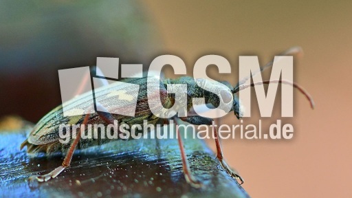 Gelbbindiger Zangenbock.jpg